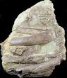 Edmontosaurus (Hadrosaur) Bones In Rock - Wyoming #56762-1
